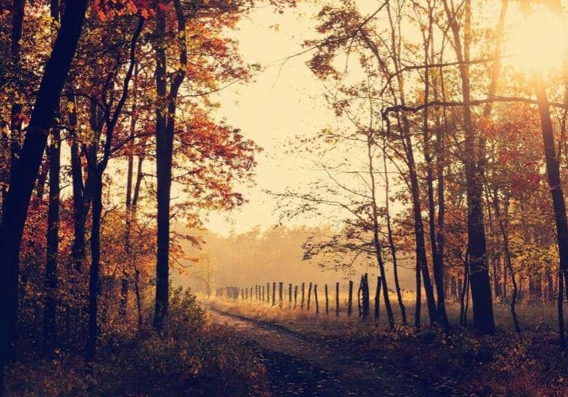 Trail in Autumn Forest with Sun shining